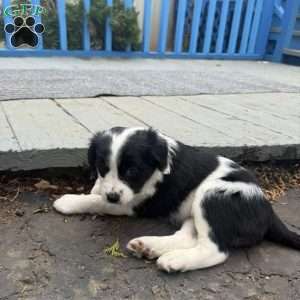 Callie, Border Collie Mix Puppy